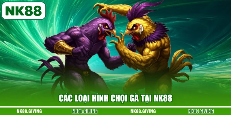 Đá Gà NK88 Các loại hình chọi gà tại NK88
