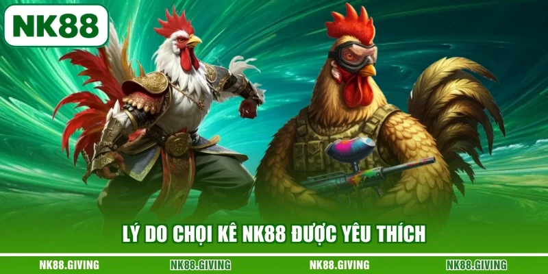 Đá Gà NK88 Lý do chọi kê NK88 được yêu thích